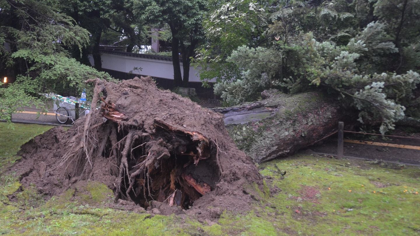 推定樹齢100年以上の大木】「ドンという音がした」岡山後楽園の西外園