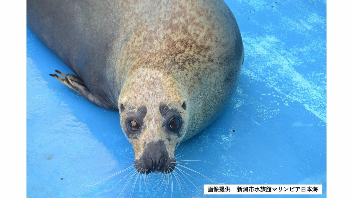 眉毛みたいな模様がチャームポイントだったゴマフアザラシ「ピュア