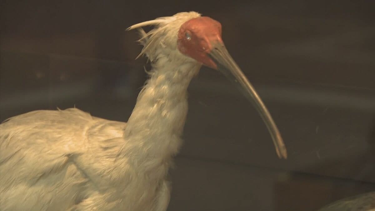 img_b054ac1123e67d2a36c17e6ab6