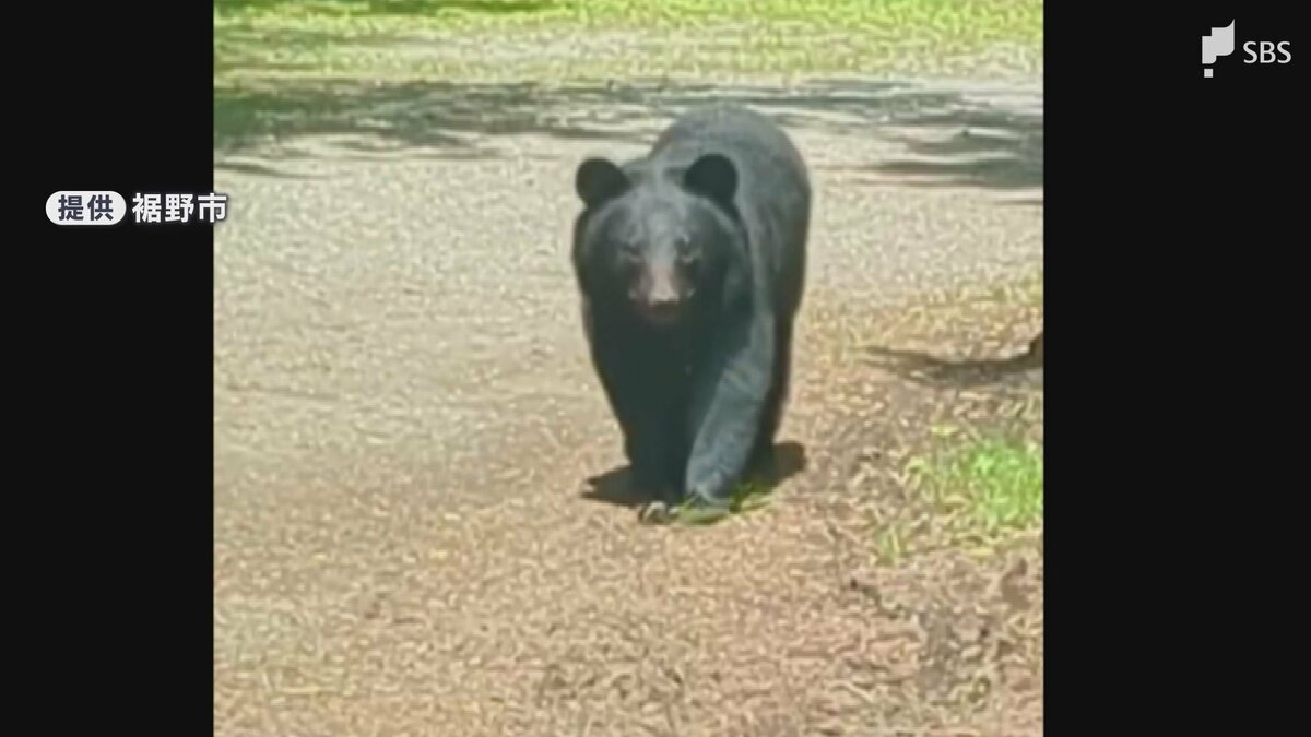 くまのみ様確認用です！ クマの目撃情報が19件でここ数年で最多に 市長が定例会見で発表=静岡