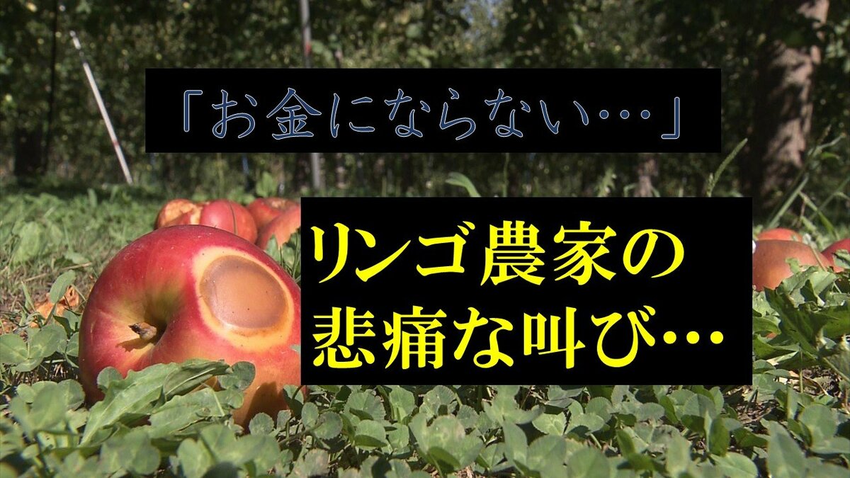 りんご様　　ご相談 つがる”はみんなやめると言っている。お金にならない」リンゴ農家の
