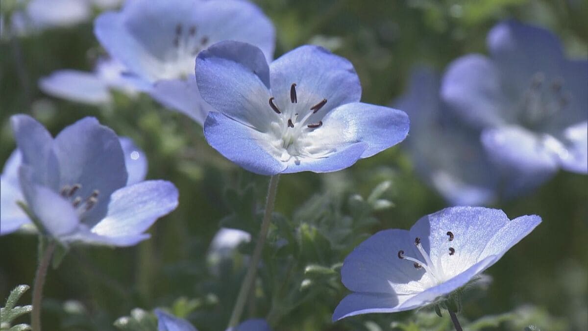 三重・志摩市観光農園でネモフィラが見ごろ 約30万株が咲き青いじゅうたんのよう