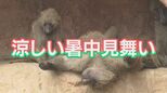 猛暑を乗り切れ！広島・安佐動物公園のヒヒたちに「涼しい暑中見舞い」をプレゼント|TBS NEWS DIG