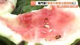頑丈なフェンス破壊されスイカ全滅…富山市でクマ被害相次ぐ！専門家が警告『家庭菜園のトウモロコシや青い柿も誘因物に』朝夕の外出は警戒を　|　富山のニュース｜天気・防災｜チューリップテレビ