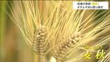 「病気にもならず良い麦になった」オオムギの刈り取り盛ん“麦秋”むかえる　宮城・大河原町　|　宮城のニュース│tbc NEWS│tbc東北放送