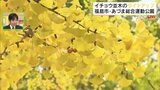 「もう1回恋します？」イチョウ並木見頃、夜はライトアップも　あづま総合運動公園・福島　|　福島のニュース│TUF