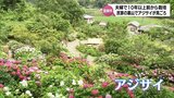 民家の裏山で約1000株のアジサイが見ごろに 宮崎市の夫婦が育てる 一般にも開放 | MRTニュース | MRT宮崎放送