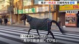 仕事始めの街中を馬が徘徊　明治大学・馬術部の馬が逃走か　警察車両に誘導され無事大学へ戻る　けが人なし　川崎市多摩区|TBS NEWS DIG