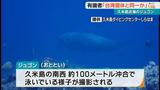 久米島近海で発見の絶滅危惧種ジュゴン 3月に台湾で網にかかった個体と同一か | 沖縄のニュース|RBC 琉球放送