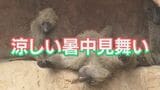 猛暑を乗り切れ！広島・安佐動物公園のヒヒたちに「涼しい暑中見舞い」をプレゼント　|　RCC NEWS | 広島ニュース | RCC中国放送