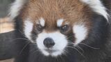 ｢イケメン｣のレッサーパンダが仲間入り　飼育中のメスとのペアリングで赤ちゃん誕生に期待　愛知・豊橋市　|　名古屋・愛知・岐阜・三重のニュース【CBC news】 | CBC web