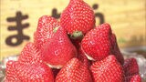 イチゴ「あまおう」販売開始から２０年で記念式典～農家の高齢化で生産者は減少傾向　|　福岡のニュース｜RKB NEWS｜RKB毎日放送