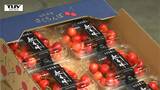 収量は去年の3倍!? 寒河江市生まれのさくらんぼ "紅秀峰" 今年は甘みや色付きが良い!(山形) | 山形のニュース│TUYテレビユー山形