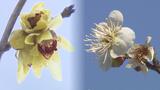 早くも春の訪れ…雪景色の「花見山」ロウバイ見頃 早咲きの梅も 福島 | 福島のニュース│TUF