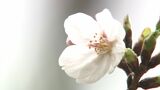 【速報】岡山で桜開花を観測 平年と同じで去年よりは2日早い開花【岡山】|TBS NEWS DIG