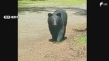 クマの目撃情報が19件でここ数年で最多に 市長が定例会見で発表=静岡・裾野市|TBS NEWS DIG