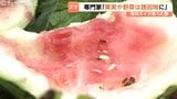 頑丈なフェンス破壊されスイカ全滅…富山市でクマ被害相次ぐ!専門家が警告『家庭菜園のトウモロコシや青い柿も誘因物に』朝夕の外出は警戒を|TBS NEWS DIG
