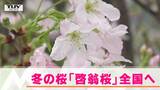 師走に春の訪れ “冬に咲く桜”啓翁桜が世界へ出荷 | 山形のニュース│TUYテレビユー山形
