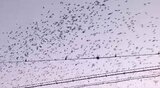 なぜ消えた?ムクドリの大群…フンや鳴き声が問題になっていた松本駅前 姿を消した理由を取材してみると… 長野 | SBC NEWS | 長野のニュース | SBC信越放送