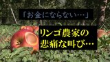 「“つがる”はみんなやめると言っている。お金にならない」リンゴ農家の悲痛な叫び…　猛暑による被害が深刻…　影響は中生種の“ジョナゴールド”にも|TBS NEWS DIG