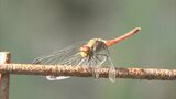「赤とんぼ」というトンボは存在しない、青白い「赤とんぼ」もいる、指ぐるぐるしてもトンボは目を回さない　意外なトンボの秘密　|　BSSニュース | BSS山陰放送