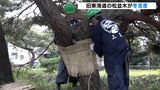 「冬が来るんだなと思います」立冬の風物詩 松の“コモ巻”作業　旧東海道で210本が冬支度ー静岡・三島市|TBS NEWS DIG