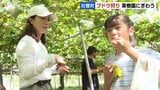 実りの秋、ブドウ狩りの果樹園にぎわう「甘くておいしい」来週以降はナイアガラやキャンベルが食べごろに 北海道壮瞥町 | 北海道のニュース|HBC北海道放送