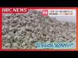 格闘家・朝倉未来さんの紹介動画でバズった『虫の心配がない土』親子で描く近未来 中東の乾燥地帯で新鮮な野菜を…狙うは2030年サウジアラビアの万博 | 北海道のニュース|HBC北海道放送