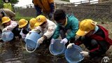 1年生の児童たちが『アユ』の稚魚約7000匹を放流「大きくなって」　ふるさとの自然と命守る大切さなど学ぶ|TBS NEWS DIG