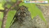県内各地で真夏日に すでに予想最高気温を超えるところも 熱中症に注意 富山 | 富山のニュース|天気・防災|チューリップテレビ