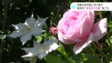「最高ですよ、幸せです!」初夏の住宅街に甘い香り “住宅のバラ園”見ごろ 高知・宿毛市 | 高知のニュース・天気|KUTV NEWS | KUTVテレビ高知