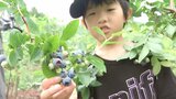 小学生が旬を迎えたブルーベリーの摘み取り体験 みずみずしい味を楽しむ 大分 | 大分のニュース|OBS NEWS|大分放送