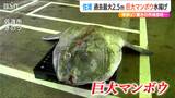 過去最大？ 2m超えのマンボウが水揚げ　今年になって定置網にかかるように…　新潟・佐渡市　|TBS NEWS DIG