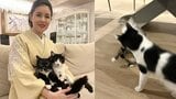 【 藤あや子 】愛猫マルが爪研ぎをベッドに「可愛いから許そう」 じゃこ天はオレオから突然パンチ 三者三様の日常|TBS NEWS DIG