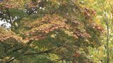朝から広い範囲で雨 気温は高く各地で9月上旬から下旬並みの暖かい朝 岩手|TBS NEWS DIG