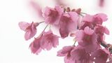 「こんなにすごいところだとは…」まさに百花繚乱!福島の桃源郷・花見山は今が見頃 | 福島のニュース│TUF