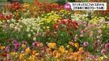 "ちょっとリッチな気分に" マリーゴールドやラナンキュラスなど約2万本の花が咲き誇る「春のフローラル祭」 フローランテ宮崎で5月26日まで | MRTニュース | MRT宮崎放送
