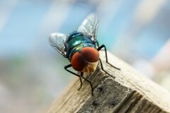致死性寄生バエの犬感染確認、ペットの傷口は適切に処置を－米専門家| TBS CROSS DIG with Bloomberg