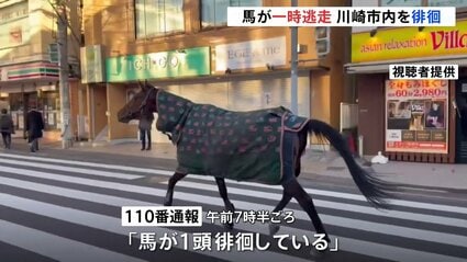 仕事始めの街中を馬が徘徊 明治大学・馬術部の馬が逃走か 警察車両に