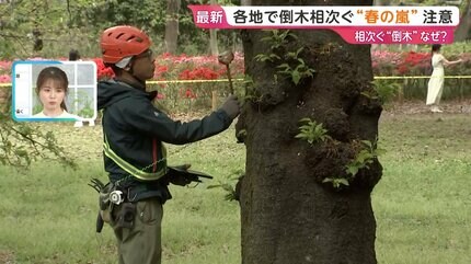 相次ぐ「倒木」なぜ？樹木医に聞く 倒木を知らせる予兆は【ひるおび