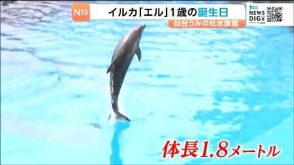1歳となったイルカ「エル」のバースデーイベントが開かれる！【仙台