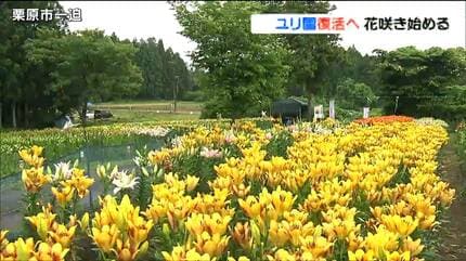 閉園から5年ユリ園復活へ 5400株が咲き始め見ごろ迎える 宮城・栗原市
