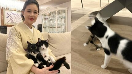 藤あや子 】愛猫マルが爪研ぎをベッドに「可愛いから許そう」 じゃこ天