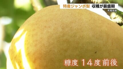 糖度が14度の「新高」 荒尾特産ジャンボ梨 収穫最盛期 贈答用として