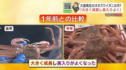 大量発生で“厄介者”だったオオズワイガニ、今は浜の「救世主」に