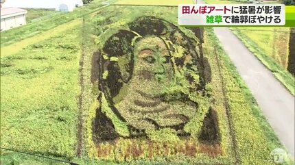 田んぼアートに猛暑が影響「雑草で絵がぼやけている」 草取りは「暑さ