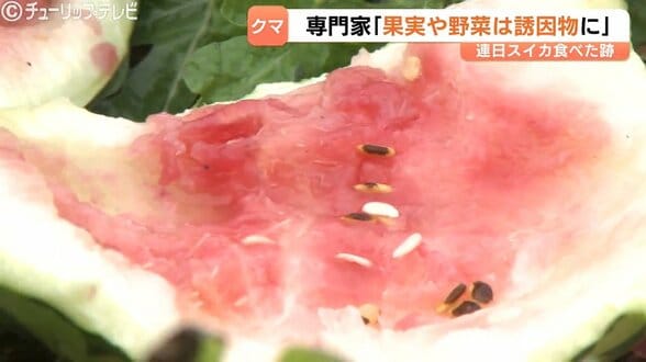 頑丈なフェンス破壊されスイカ全滅…富山市でクマ被害相次ぐ！専門家が警告『家庭菜園のトウモロコシや青い柿も誘因物に』朝夕の外出は警戒を　|　富山のニュース｜天気・防災｜チューリップテレビ