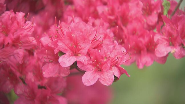 3万株が色鮮やかに彩る　岡谷市の鶴峯公園でツツジが見頃　長野|TBS NEWS DIG