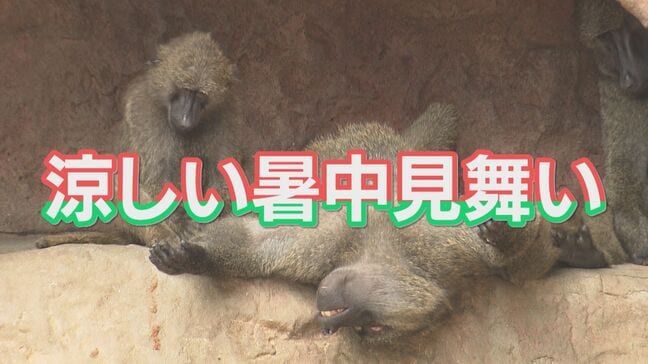 猛暑を乗り切れ!広島・安佐動物公園のヒヒたちに「涼しい暑中見舞い」をプレゼント|TBS NEWS DIG
