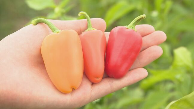 「プチピー」ってご存じ？飯山市で栽培が広がる　ちょっぴり珍しい野菜たち「若い世代の人たちが担い手として、次の農業をやってもらえれば」|TBS NEWS DIG